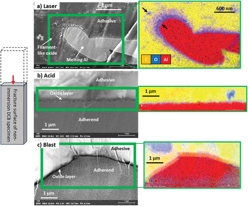 Figure 8. SEM images and EDS mapping of adhesive interface, which are fracture surfaces of non-immersed DCB specimen, (a) laser, (b) acid, and (c) sandblast.