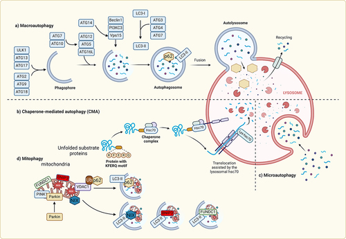 Figure 4. Molecular mechanisms of autophagy In macroautophagy, the cargo is sequestered within a unique double membrane cytosolic vesicle, an autophagosome. The autophagosome itself is formed by expansion of the phagophore. The autophagosome undergoes fusion with a late endosome or lysosome to form an autolysosome, in which the sequestered material is degraded. Microautophagy refers to the sequestration of cytosolic components directly by lysosomes through invaginations within their limiting membrane. Chaperone-mediated autophagy involves direct translocation of unfolded substrate proteins (KFERQ-like motif) across the lysosome membrane through the action of a cytosolic and lysosomal chaperone heat shock cognate protein of 70 kDa (HSC70), and the integral membrane receptor lysosome-associated membrane protein type 2A (LAMP-2A). Mitochondria can be removed by receptor mediated mitophagy using NIX, BNIP3, or FUNDC1, which interact with LC3; or via PTEN-induced putative kinase 1 (Pink1) and Parkin-mediated ubiquitination (Ub) of voltage-dependent anion channel 1 VDAC1), recognized by the adapter p62 for removal of stressed.