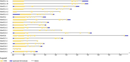Figure 2. Gene structure distribution of banana 4CL family members. The different colors represent the different structures.