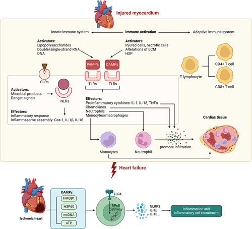 Figure 2. Innate immune activation contributes to the progression of heart failure Upon injury within the myocardium, the innate immune system is activated by various factors such as PAMPs and DAMPs. Activation of the innate immune system is mediated by signaling via NLRs, TLRs, and CLRs to mediate downstream proinflammatory effects such as production of proinflammatory cytokines and chemokines, inflammasome assembly, and promote immune cell infiltration into cardiac tissue, thus contributing to the pathogenesis of heart failure. Within the ischemic heart, DAMPs are known to activate TLR4-NFkB signaling pathway to promote production of specific cytokines leading to sterile inflammation in the heart. Casp-1, caspase-1; CLR, C-type lectin receptor; DAMP, damage-associated molecular pattern; ECM, extracellular matrix; HF, heart failure; HSP, heat-shock protein; IL, interleukin; NLR, NOD-like receptor; PAMP, pathogen-associated molecular pattern; TLR, Toll-like receptor; TNF, tumor necrosis factor.
