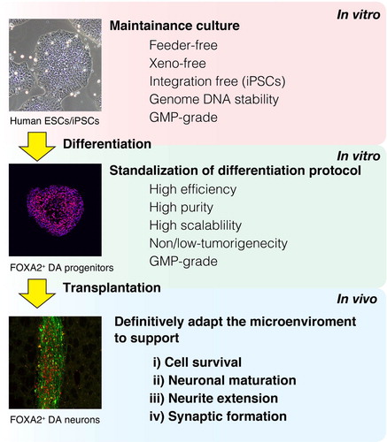 Fig. 1 Cell transplantation strategy using human PSCs for PD patients. PSCs are cultured and then differentiated into DA progenitors. These progenitors are transplanted. In order to promote the efficacy of the grafted DA neurons, the brain microenvironment should be definitively adapted to promote the survival, maturation, neurite extension, and synaptic formation of the grafted cells.