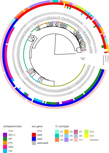 Figure 2. Rooted phylogenetic tree of the 222 P. aeruginosa strains in this study inferred from an alignment of 22,810 SNP positions obtained after mapping the genomes to the PAO1 reference genome (highlighted in red and indicated with “ref”) and masking of recombination sites. Isolates are labelled with the sequence types (ST) and year of isolation. The tree tips are coloured by the STs. The colour-coded rings denote the carbapenemase, exo genes, and O-serotype. The scale bar represents the number of nucleotide substitution per site.