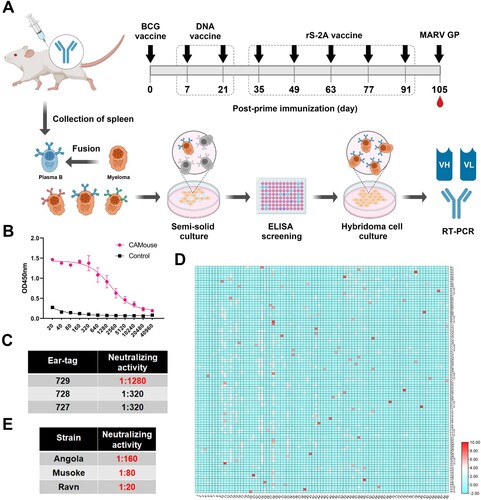 Figure 6. Discovery of fully humanized monoclonal antibodies against MARV. (A) Sequential immunization strategy of antibody-humanized transgenic CAMouse mice. Each mouse was inoculated with 100 μg of inactivated BCG to mobilize the immune system of the mice on day 0. DNA vaccine was used for primary sequential immunization, and inactivated rS-2A was used as a booster. Final stimulation with MARV GP was performed 3 days before cell fusion (105 dpi). (B,C) show mouse-specific IgG titres and neutralizing antibody titres at 105 dpi, respectively. The abscissa of (B) is the serum dilution. (D) Indirect ELISA screening of the culture supernatant of 8544 hybridoma cell lines. The abscissa indicates the plate number, and the ordinate indicates the well number. The response value is the absorbance at 450 nm (OD450). The heatmap is normalized, and red indicates a high absorbance value. (E) Pan-pseudovirus neutralizing activity of 60H07 against different MARV strains. 60H07 is expressed by 293 T cells.