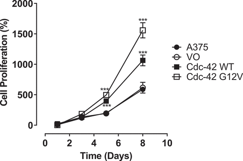 Figure 1. Wild-type Cdc42 and Cdc42(G12V) promote A375 melanoma cell proliferation in vitro. Cell proliferation assays were performed using untransfected A375 cells, and cell stably transfected with empty vector (VO), Cdc42 WT, or Cdc42(G12V). The percentage cell proliferation relative to the initial cells plated were quantified at 0 1,3,5, and 8 days using the MTT assay and analyzed using GraphPad prism. Significant differences compared with the parent A375 cells (***p<0.001) were determined by the Student’s t-test.