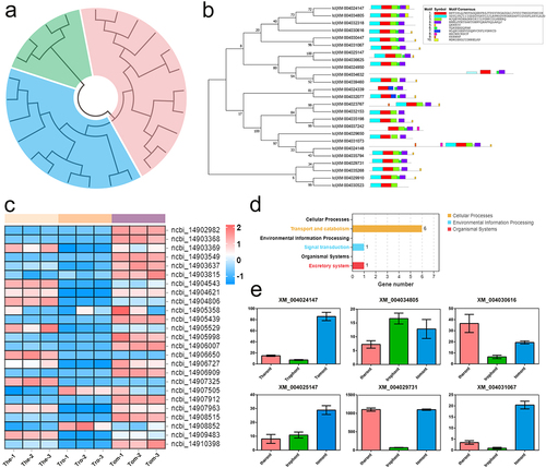 Figure 6. Characterization and expression patterns of Rabs gene family in I. multifiliis. (a) an un-rooted ML phylogenetic tree based on amino acid sequences of I. multifiliis Rabs. (b) the motif composition of I. multifiliis Rabs. The motifs are displayed in different coloured boxes. (c) Expression profiles of Rab-related genes at different stages of I. multifiliis. (d) KEGG analysis of the 25 Rab-related genes in I. multifiliis. (e) Expression profiles of six selected Rab-related genes at different stages of I. multifiliis.
