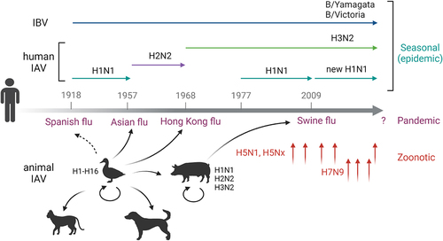 Figure 1. Influenza a (IAV) and influenza B (IBV) virus infections of humans and animals (e.g. avian, swine, canine, feline, and other animal species) to cause seasonal (epidemic) human infections or occasional outbreaks (Spanish flu, Asian flu, Hong Kong flu, and swine flu) that were caused by the different subtypes of human IAVs. Almost all subtypes of IAV (H1-H16, N1-N9) have water birds as their natural hosts, with some IAVs (e.g. the highly pathogenic avian influenza virus HPAI H5N1) capable of infecting other animal species, such as large felids (tigers and leopards) and domestic dogs and cats, and farmed animals (chickens, turkeys, ducks, and mink) as well as humans with a high case fatality rate. Drawing adapted from ref. [Citation1] with modifications using Biorender.
