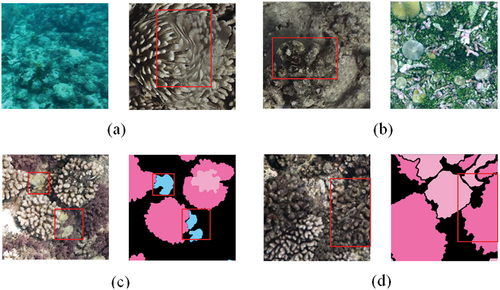 Figure 3. Challenges in coral image segmentation: (a) color defect of underwater image and distortion due to orthophoto generation; (b) complex morphology of corals and background in distinguish ability; (c) variations in abundance among coral classes; (d) mislabeling of dead corals as alive by experts (pink: live Pocillopora, light pink: dead Pocillopora, light blue: Porites).