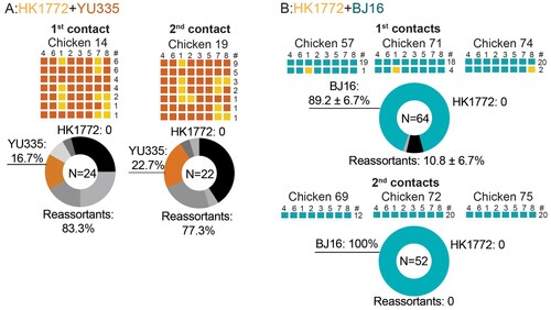 Figure 5. Viruses were transmitted to contact chickens. The parental A(H7N9) virus HK1772 is shown in orange. The parental A(H9N2) viruses :YU335 (a), and BJ16 (b) are shown in red and cyan, respectively. HA(4), NA(6), PB2(1), PB1(2), PA(3), NP(5), M(7), and NS(8) of individual plaques are shown. # represents the number of plaques with the same genotype. In the pie charts, N indicates the total number of plaques. The mean ± SD percent of genotype frequency is shown. New genotypes are shown in different shades of grey.