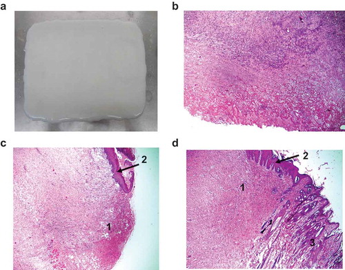Figure 5. Histological changes during the wound-healing process of rabbit skin. (a) Wound dressing made from soluble and insoluble bovine tendon and skin. (b) Burned rabbit skin after heat treatment at 80°C for 15 sec. Wound-dressing collagen membrane of burned skin (c) after one week and (d) after three weeks. 1: The burned and necrotic skin area. 2: The epithelial layer recovered after burns. The tissue specimens were processed with the paraffin technique, sectioned at 5–7 μm, and stained with hematoxylin and eosin and observed under light microscope at 100 x magnification.