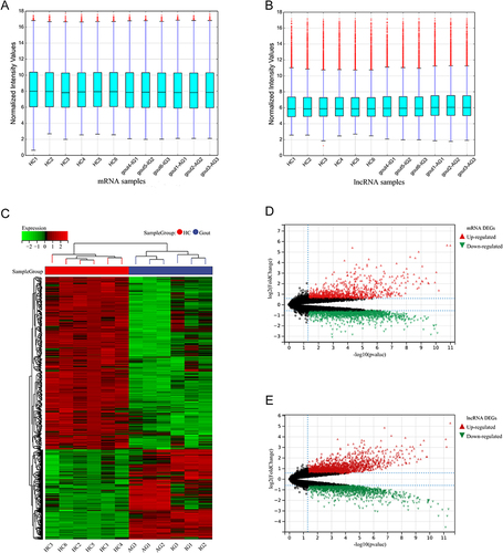 Figure 1 Data normalization, mRNAs, lncRNAs difference analysis. (A) Normalized box diagram of mRNAs microarray data. (B) Normalized box diagram of lncRNAs microarray data. (C) Heatmap of differential expression of mRNAs. Red rectangles represent high expression and green ones represent low expression. (D) Volcano plot of differential expression of mRNAs. (E) Volcano plot of differential expression of lncRNAs. The red plots represent up-regulated genes, the black plots represent nonsignificant genes, and the green plots represent down-regulated genes.
