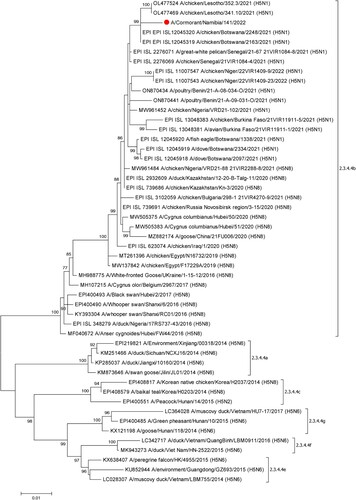 Figure 1. ML phylogenetic tree employing the Tamura-Nei model of nucleotide substitution with gamma distributed [with invariant sites (G + I)] rates among sites and 1000 bootstrap replications of the complete HA gene sequence (1704bp) from A/Cormorant/Namibia/141/2022 (red dot) combined with related sequences available in GenBank and GISAID. The sequences from this study are shown by filled red circles. Different subclades of clade 2.3.4.4 are also indicated.