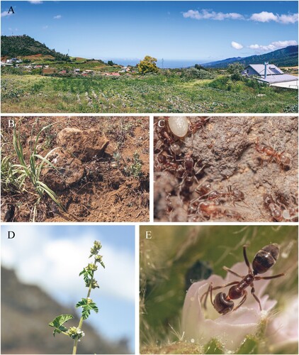 Figure 2. A, View of Farm 5 where the first Argentine ant individuals were caught in October 2022. B, Large rocks around crop fields are typical nesting shelter sites of Linepithema humile. C, Disturbed ant individuals displacing brood. D, Malva parviflora L. (Malvales: Malvaceae) is a common plant in disturbed areas of La Réunion which hosted ant individuals on this farm. E, Ant individual feeding on floral nectar from M. parviflora.