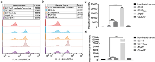 Figure 4. HylS’ inhibits C3b deposition and MAC on S. suis. (a) Flow cytometry histogram showing C3b deposition on S. suis. The same amount of SC19, SC19hylA, ΔhylS’, and CΔhylS’ were incubated with normal human serum and bacterial culture supernatants of each strain. The bacteria incubated with C3b antibody were mixed with FITC-conjugated goat-anti-mouse IgG, then washed and detected by flow cytometry analysis. (b) Histogram showing MAC formation on S. suis. The same amount of SC19, SC19hylA, ΔhylS’, and CΔhylS’ were incubated with normal human serum and bacterial culture supernatants of each strain were subjected to flow cytometry analysis. C5b-9 antibody was used as the first antibody and FITC-conjugate goat-anti-mouse IgG as the secondary antibody. (c-d) Geometric mean fluorescence intensity (GMF) values of C3b deposition (c) and MAC formation (d) on S. suis. Data are shown as mean values ± SD from three independent experiments. Statistical analyses were performed using the unpaired one-tailed Student’s t-test, ****p < 0.0001; ***p < 0.001.