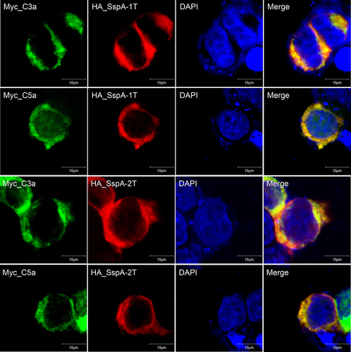 Figure 2. Intracellular co-localization of SspA-1 and SspA-2 with C3a and C5a protein. Immunofluorescence images depicting HA_SspA-1T (red), HA_SspA-2T (red), Myc_C3a (green) and Myc_C5a (green) proteins within HEK-293T cells. The nucleus is marked with DAPI staining (blue). Evident co-expression of SspA-1T or SspA-2T with C3a or C5a in the cytoplasm is observed in merged images. Co-localization is affirmed by the convergence of signals, manifesting as overlapping yellow regions.