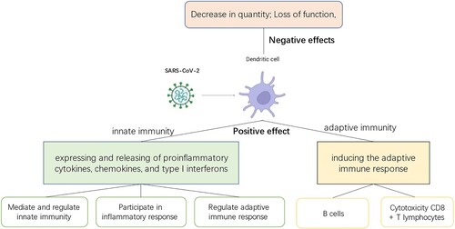 Figure 1. The role of dendritic cells in COVID-19 infection. When dendritic cells come in contact with viruses, they are stimulated and play different roles. Positive effect: It means that dendritic cells exert immune functions and play an important role in the body's resistance to viral invasion, connecting innate and specific immunity. Negative effect: It refers to the fact that viral infection of dendritic cells leads to decrease in the number and loss of function of dendritic cells, which is detrimental to the elimination of the invading virus by the organism.