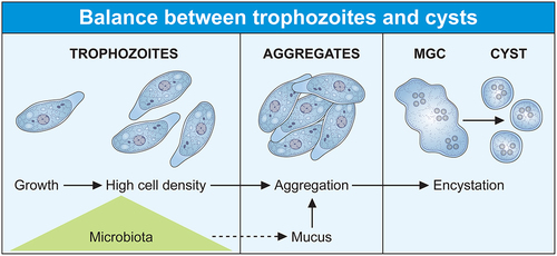 Figure 1. The lifecycle of Entamoeba histolytica is influenced by the microbiota. (Two cellular forms make up the lifecycle of Entamoeba, the contaminating cyst and the trophozoite. Infection occurs directly upon ingestion of the cyst by a new host, without intermediate hosts as a vector. The trophozoite colonizes the large intestine as a commensal-like, where it feeds on bacteria and divides. Trophozoite populations can reach high densities and aggregates due to amoebic surface molecules recognizing galactose ligands (e.g. lectins) that interact with mucus. High trophozoite density is a key parameter of encystation, and aggregation should trigger the transition from exponential growth to encystation following the formation of multicellular giant cells (MGC) where the cyst forms. The MGC phenotype depends on the transcription factor ERM-BP which has no role in the aggregation process.