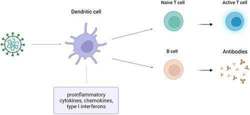 Figure 2. The role of dendritic cells in adaptive immune responses.