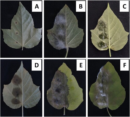 Figure 5. Examples of disease symptoms (left portion of leaves) that developed on detached leaves of Passiflora foetida s.l. in the pathogenicity tests (A−D: abaxial leaf surface, E−F: adaxial leaf surface). Three drops of inoculum of an isolate were placed on one half of the leaf, while three drops of sterile distilled water were applied on the other half as control. The isolates used for inoculation were CIM1D7 (A), SB5E3 (B), CAU1C2 (C), TOL1C3 (D), COT5B1 (E), and CIM1B2 (F). Photographs were taken at 7 days after inoculation, except for isolate TOL1C3 which was taken at 9 days after inoculation.