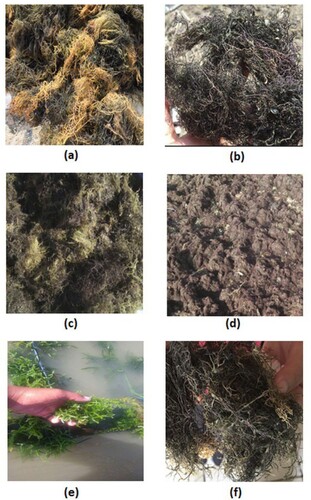 Figure 1. Images of macroalgae from East Java – Indonesia: fresh and dried cultivated Gracilaria verrucosa from Sidoarjo City (a and b); fresh and dried wild Gracilaria verrucosa from Ujungpangkah Beach (Gresik City) (c and d); fresh and dried cultivated Eucheuma cottonii from Sumenep City (Madura Island) (f and g). (Own photos).
