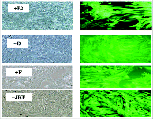 Fig 4: The effects of E2, D, F or JKF on the production of ROS in cultured post- menopausal female measured by Histological analysis. Cells were incubated for 24 h with F (20µg/ml), D (30 nM) or E2 (3 nM) or JKF (1 nM). Details are given in the experimental section.