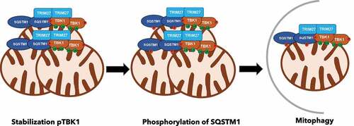Figure 1. TRIM27-TBK1-SQSTM1/p62 complex assembly and induction of mitophagy. TRIM27 close to mitochondria recruit TBK1, leading to its activation and stabilization. Active TBK1 phosphorylates SQSTM1/p62, enhancing the affinity of SQSTM1/p62 for ubiquitinated substrates on the mitochondrial outer membrane leading to mitochondrial clustering and mitophagy.
