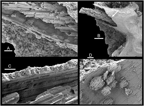 Fig. 4. Sclerite of Chancelloria sp. from the Henson Gletscher Formation (Cambrian, Miaolingian Series, Wuliuan Stage) of North Greenland, PMU 21447 from GGU sample 271492. Details of specimen illustrated in Fig. 1A, B, decalcified by preparation in weak acetic acid. A, detail of ray (located by arrow in B) showing coarsely crystalline internal mould (im), gap after the dissolved shell layer (dsl) and the encrusted outer phosphatized layer (epl). B, basal view of sclerite showing phosphatized encrustation covering the foramina, the coarsely crystalline internal mould and the circumperipheral gap representing the dissolved shell. C, cross-section of the encrusted outer phosphatized layer showing crystallites oriented perpendicular to the shell surface. D, impression of outer surface of the shell showing microstructure of imbricate laths and infilled galleries of euendoliths (see also Peel Citation2024). Scale bars: 3 µm (C); 5 µm (D); 10 µm (a); 50 µm (B).