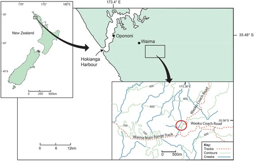 Figure 1. The approximate locality on the Waoku Coach Road Track (red circle), Parataiko Range, Northland, Aotearoa – New Zealand where the two specimens of Mecodema haakuturi sp. nov. were collected by the late John Ward, Canterbury Museum, Christchurch.