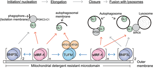 Figure 1. Proposed model of vIRF-1-mediated mitophagy. vIRF-1 is expressed following lytic reactivation and localized to mitochondria by targeting detergent-resistant membrane domains where it interacts with the autophagy proteins BNIP3L, TUFM, and GABARAPL1 (GL1). BNIP3L and vIRF-1 exert on each other for multimerization to be autophagy-competent and may recruit the autophagy machinery to the mitochondria by interacting with GL1. GL1 is known to interact with PI3KC3-C1 (phosphatidylinositol 3-kinase catalytic subunit type 3 complex 1), ATG2, and BIRC6 (baculoviral IAP repeat containing 6). In addition, vIRF-1 may promote autophagosome formation by recruiting ATG12-ATG5 proteins to the mitochondria by promoting the formation of autophagy-competent TUFM (the dimerized form of pre-TUFM).